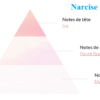 Narcise